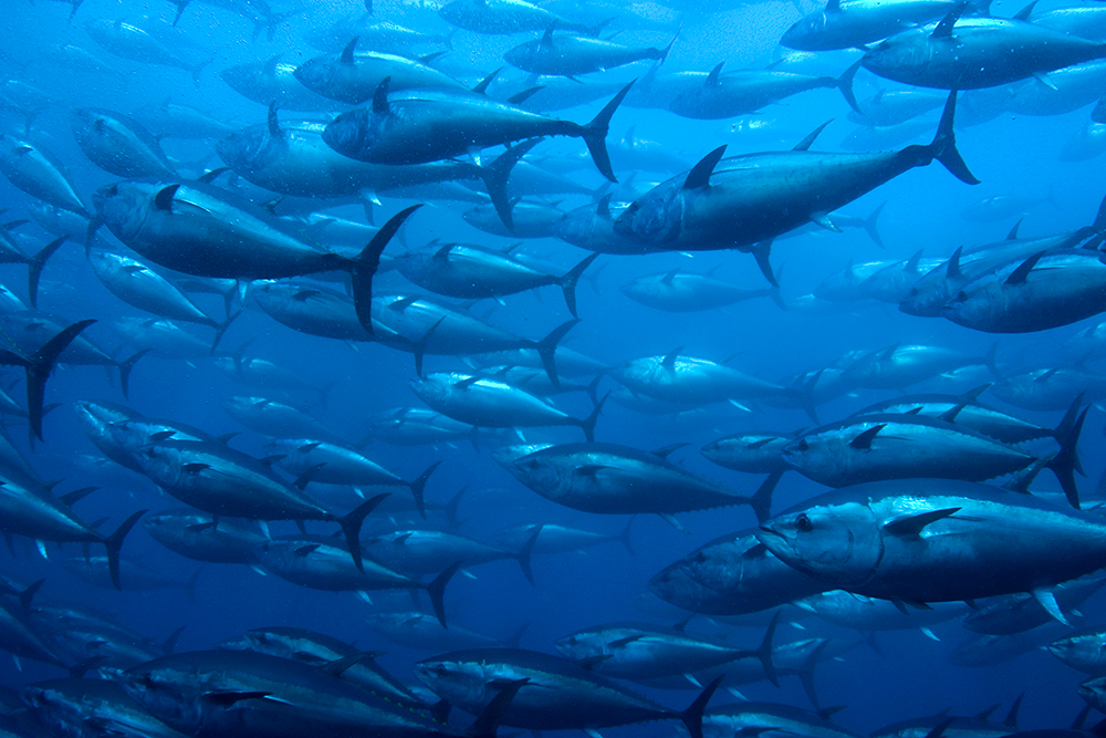 NGO Tuna Forum - Tuna Swimming